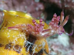 Fabulous Flabellina! Taken in Mabul with Nik D70, 105mm l... by Beverly Speed 